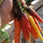 botte-carottes