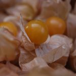 physalis